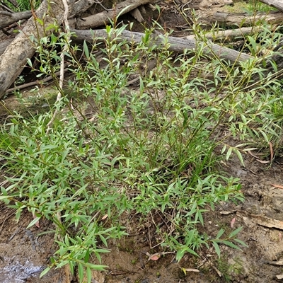 Salix nigra at Bungonia, NSW - 16 Nov 2024 by trevorpreston