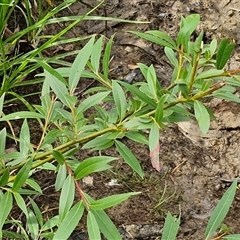 Salix nigra at Bungonia, NSW - 17 Nov 2024 10:25 AM