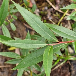 Salix nigra at Bungonia, NSW - 17 Nov 2024 10:25 AM