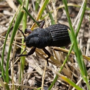 Amycterus abnormis at Bungonia, NSW - 17 Nov 2024