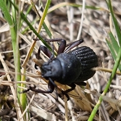 Amycterus abnormis at Bungonia, NSW - 17 Nov 2024