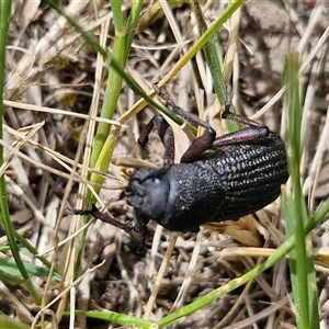 Amycterus abnormis at Bungonia, NSW - 17 Nov 2024