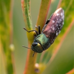 Diphucrania leucosticta (White-flecked acacia jewel beetle) at Bungonia, NSW - 17 Nov 2024 by Miranda