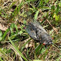 Psaltoda moerens (Redeye cicada) at Bungonia, NSW - 17 Nov 2024 by trevorpreston