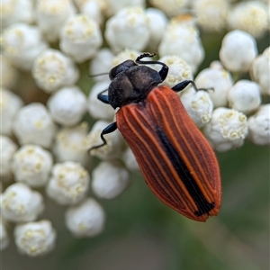 Castiarina erythroptera at Gundary, NSW - 17 Nov 2024 02:08 PM