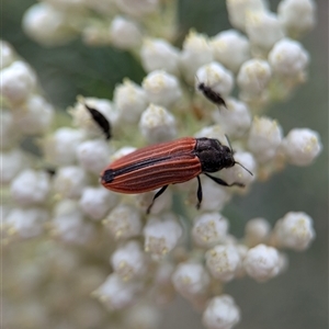 Castiarina erythroptera at Gundary, NSW - 17 Nov 2024