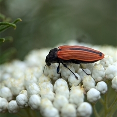 Castiarina erythroptera at Gundary, NSW - 17 Nov 2024 02:08 PM