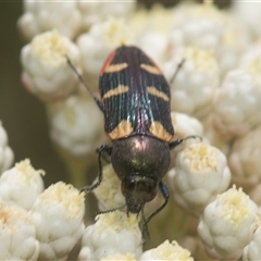 Castiarina interstitialis (A jewel beetle) at Bungonia, NSW - 17 Nov 2024 by AlisonMilton