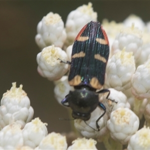 Castiarina interstitialis at Bungonia, NSW - 17 Nov 2024