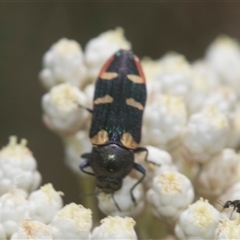 Castiarina interstitialis at Bungonia, NSW - 17 Nov 2024