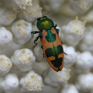 Castiarina hilaris at Gundary, NSW - 17 Nov 2024