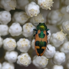 Castiarina hilaris at Gundary, NSW - 17 Nov 2024