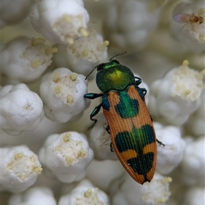 Castiarina hilaris at Gundary, NSW - 17 Nov 2024