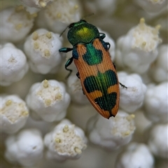 Castiarina hilaris at Gundary, NSW - 17 Nov 2024