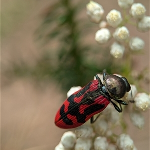 Castiarina indistincta at Bungonia, NSW - 17 Nov 2024