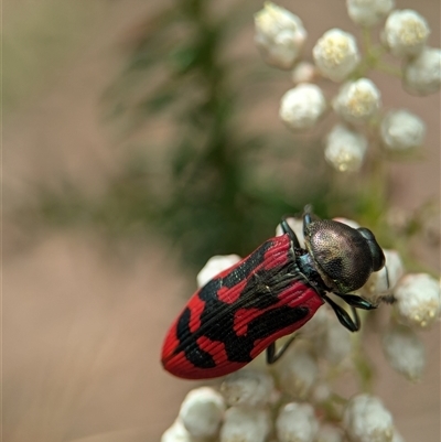 Castiarina indistincta (Jewel Beetle) at Bungonia, NSW - 17 Nov 2024 by Miranda