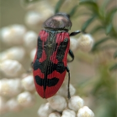 Castiarina indistincta at Bungonia, NSW - 17 Nov 2024 01:07 PM