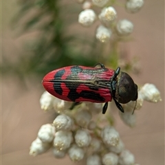 Castiarina indistincta at Bungonia, NSW - 17 Nov 2024