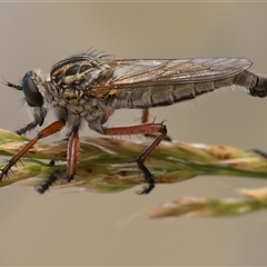 Zosteria sp. (genus) (Common brown robber fly) at Dunlop, ACT - 16 Nov 2024 by rawshorty