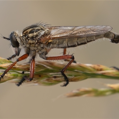 Zosteria sp. (genus) (Common brown robber fly) at Dunlop, ACT - 17 Nov 2024 by rawshorty