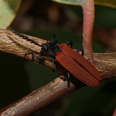 Porrostoma rhipidium (Long-nosed Lycid (Net-winged) beetle) at Freshwater Creek, VIC - 8 Nov 2024 by WendyEM