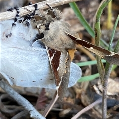 Pinara cana at Campbell, ACT - 18 Nov 2024