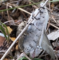 Pinara cana at Campbell, ACT - 18 Nov 2024