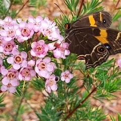 Tisiphone abeona at Penrose, NSW - 15 Nov 2024 by Aussiegall