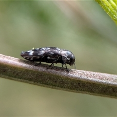 Diphucrania sp. (genus) - 1 Jan 1900 by Miranda