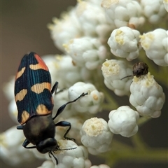 Castiarina sexplagiata (Jewel beetle) at Bungonia, NSW - 17 Nov 2024 by Miranda