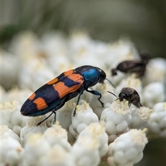 Castiarina sp. (genus) at Bungonia, NSW - 17 Nov 2024 by Miranda