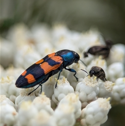 Castiarina livida (Jewel Beetle) at Bungonia, NSW - 17 Nov 2024 by Miranda