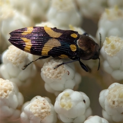 Castiarina oblita (a jewel beetle) at Bungonia, NSW - 17 Nov 2024 by Miranda