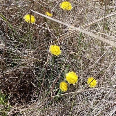 Rutidosis leiolepis (Monaro Golden Daisy) at Cooma, NSW - 18 Nov 2024 by mahargiani