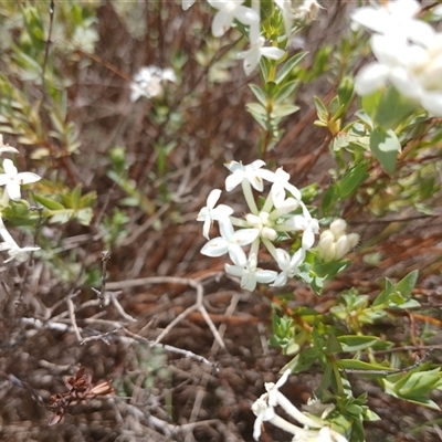 Pimelea linifolia subsp. caesia (Slender Rice Flower) at Cooma, NSW - 18 Nov 2024 by mahargiani