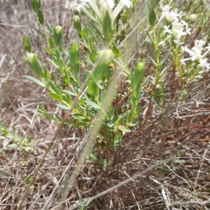 Pimelea linifolia subsp. caesia at Cooma, NSW - 18 Nov 2024 01:16 PM