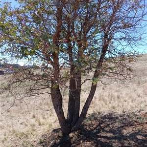 Eucalyptus cinerea at Cooma, NSW - 18 Nov 2024 01:35 PM