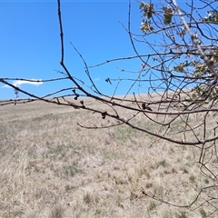 Eucalyptus cinerea at Cooma, NSW - 18 Nov 2024 01:35 PM