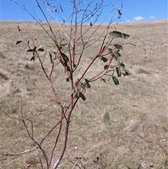 Eucalyptus pauciflora subsp. pauciflora (White Sally, Snow Gum) at Cooma, NSW - 18 Nov 2024 by mahargiani