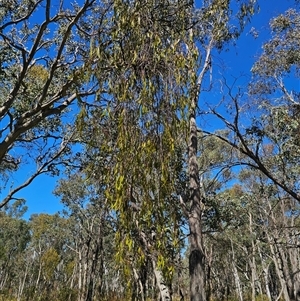 Amyema miquelii at Bungendore, NSW - 18 Nov 2024 03:15 PM