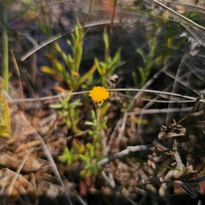 Leptorhynchos squamatus subsp. squamatus at Bungendore, NSW - 18 Nov 2024