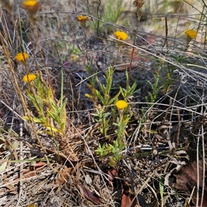 Leptorhynchos squamatus subsp. squamatus at Bungendore, NSW - 18 Nov 2024