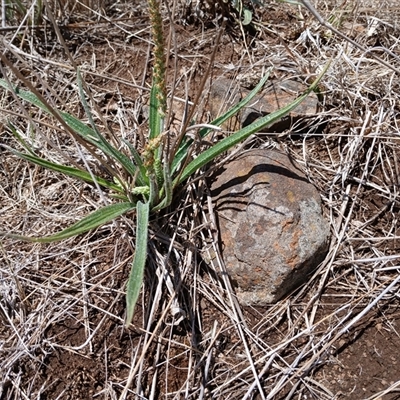 Plantago gaudichaudii (Narrow Plantain) at Cooma, NSW - 18 Nov 2024 by mahargiani