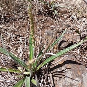 Plantago gaudichaudii at Cooma, NSW - 18 Nov 2024