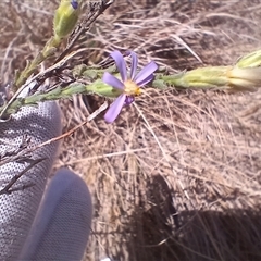 Vittadinia cuneata at Cooma, NSW - 18 Nov 2024