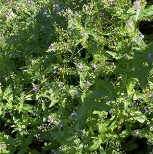 Veronica anagallis-aquatica at Fyshwick, ACT - 18 Nov 2024