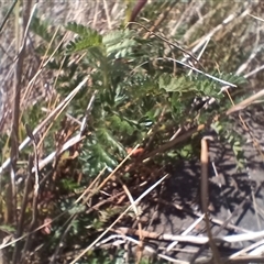 Acaena (genus) (A Sheep's Burr) at Cooma, NSW - 18 Nov 2024 by mahargiani