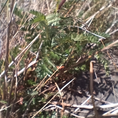 Acaena (genus) (A Sheep's Burr) at Cooma, NSW - 18 Nov 2024 by mahargiani