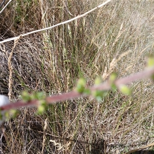 Acaena (genus) at Cooma, NSW - 18 Nov 2024