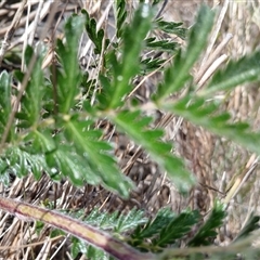 Acaena (genus) at Cooma, NSW - 18 Nov 2024 02:08 PM